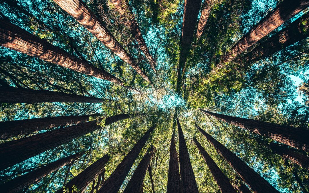 Aprender sobre bosques, carbono y madera