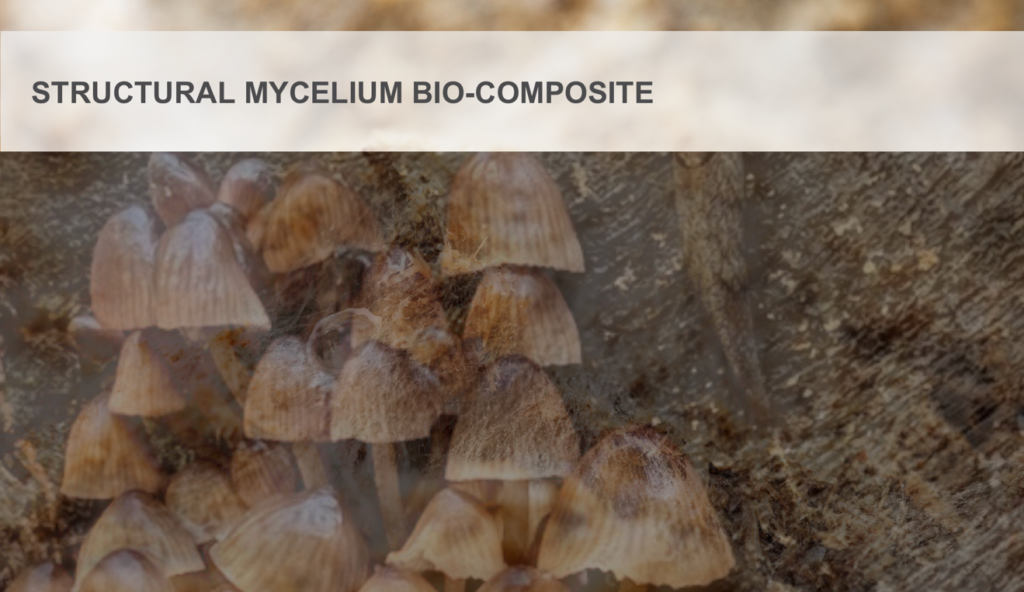 Structure racinaire (à gauche) pour les matériaux à base de mycélium
