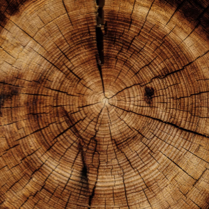 Holz und Forstwirtschaft