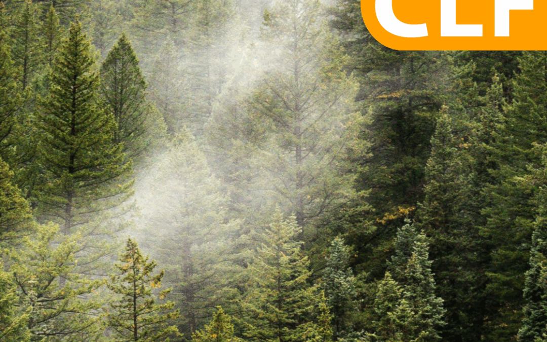 Biogenic Carbon Accounting in Wood Environmental Product Declarations